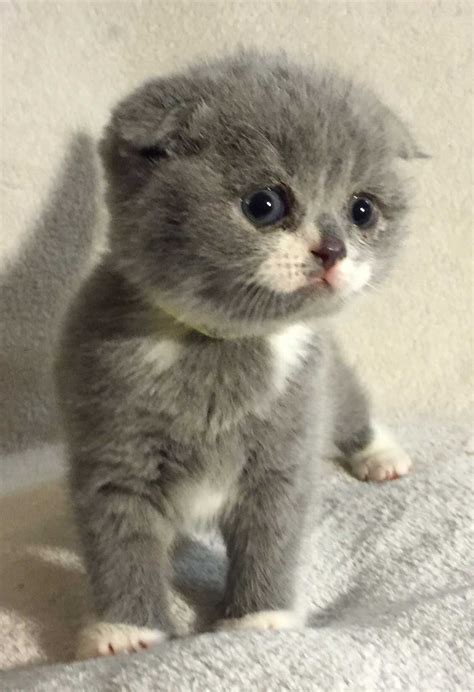 Scottish Fold Munchkin Kittens For Sale. . Flat faced munchkin cat for sale